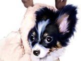 詳しくは、カタログページ「犬や猫のワンニャン肖像画」をご覧ください。 犬や猫のワンニャン肖像画